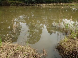 Sampling site near drain outlet