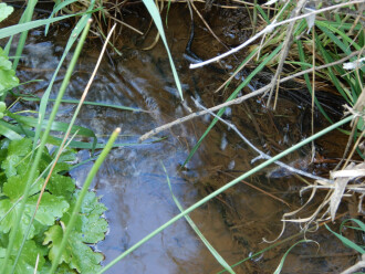 taken on 6/10/2024 at the channel 500m north of Stewarts lane, showing the slight flow.