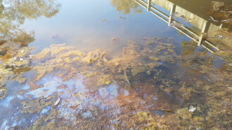 taken on 5/11/2024 showing scum at edge of sample pool