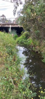 Stony Creek, Cruikshank Park, Yarraville upstream