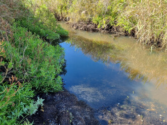 Griggs Creek, upstream