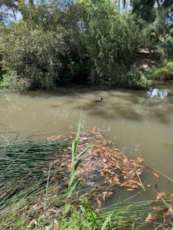 Looking east from the Site across Edgar's Creek.