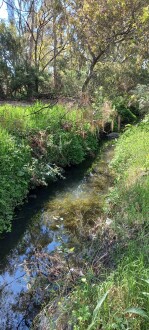 Stony Creek, Cruickshank Park Yarraville downstream