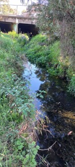 Stony Creek, Cruickshank Park, Yarraville, upstream