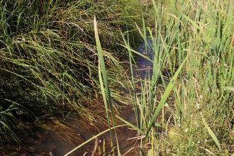 Upstream water