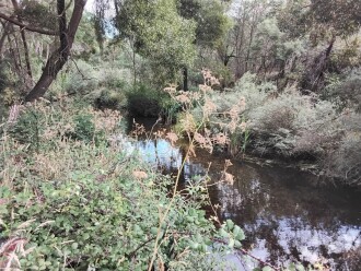 Upstream from sample collection area