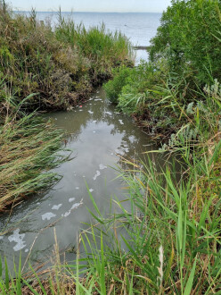 Griggs Creek sampling site