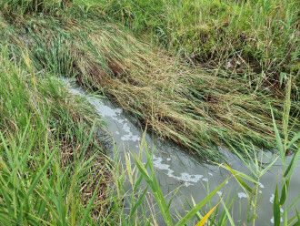 Griggs Creek upstream