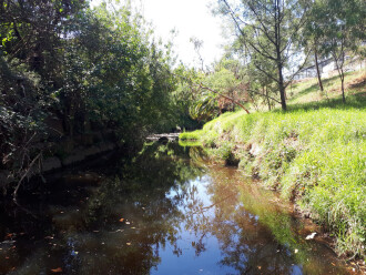 Back Creek site looking upstream