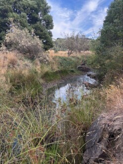 Photo of pool downstream of dry site