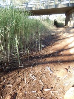 Dry sampling point showing dense cumbungi growth