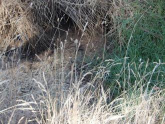 Taken on 4-03-2025 showing the channel 500m north of Stewarts Lane, now completely dry.
