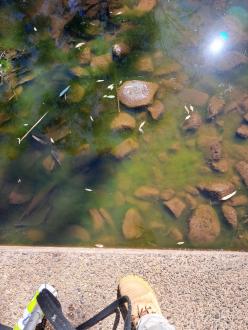 Green algae visible on creek bed. It may there all the time, but we can't usually see it.
