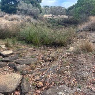 Looking downstream from site, pool is not quite visible but still there