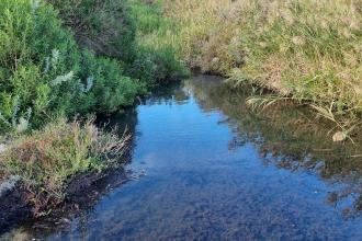 Griggs Creek upstream