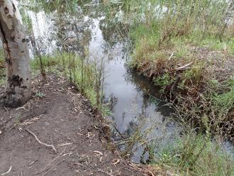 Eroded drain bank near gum tree