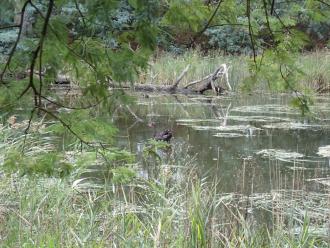 Swan feeding in shallow water close to water ribbons.