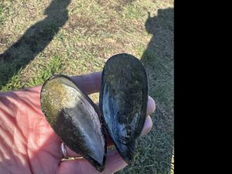 First time we have seen a mussel shell at our site!
