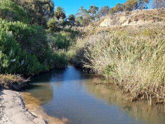 Griggs Creek upstream