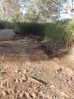 Sample pond area, showing reed growth