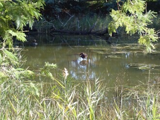 2 black swans seen in this shallow water close to sampling site.
