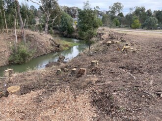 Trees cut in the past week.