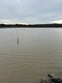 Duck pond