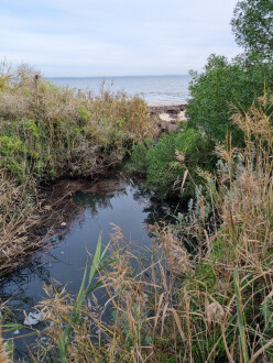 Griggs Creek, sampling site