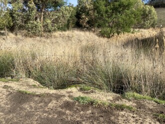 Downstream