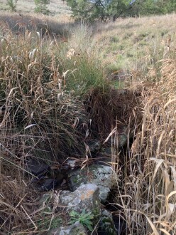 Downstream