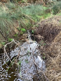 Upstream