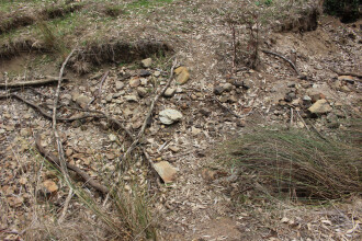 Site