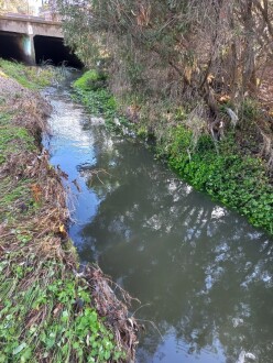 Stony Creek, Cruickshank Park , Yarraville, upstream