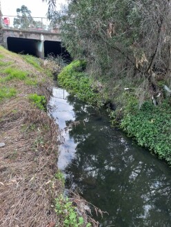 Stony Creek, Cruickshank Park , Yarraville, upstream