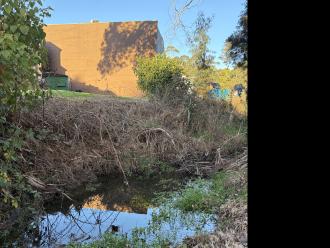 Pond near kookaburra tree