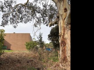 Power Creek Kookaburra tree site