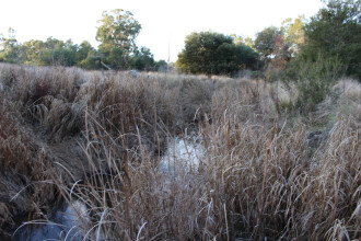 Upstream