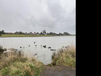 Ducks taking off - they had been sheltering in the little bay.