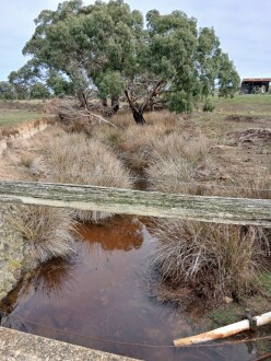 Water appears stained brown