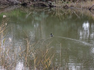 Eurasian coot, adult