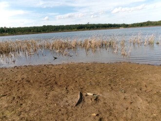 water very low. reeds all died back
