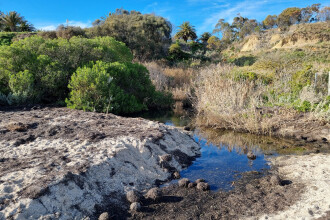 Griggs Creek, upstream view