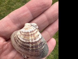 A mollusc- possibly a king venus?
