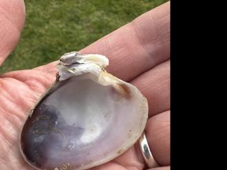 A mollusc- possibly a king venus?