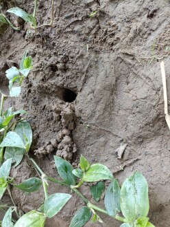 Active Burrowing Crayfish burrow