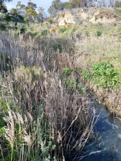 upstream view