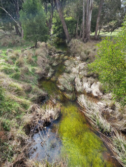 View from old bridge looking north towards sampling site (sampling site adjacent to trees)