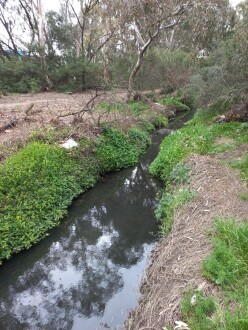 Stony Creek, Cruikshank Park, Yarraville, downstream