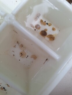 Closeup mystery eggsacs