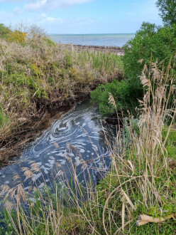 Griggs Creek